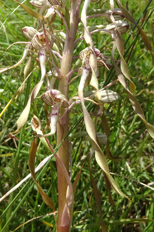 Himantoglossum hircinum